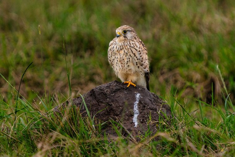 118 Masai Mara, havik.jpg